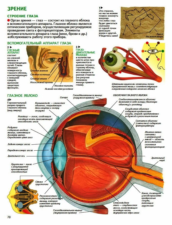 Органы человека глаза. Строение органа зрения (строение глазного яблока).. Опишите строение оболочек глазного яблока.. Орган зрения анатомия строение. Строение глазного яблока атлас.