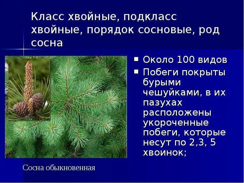 Хвойные 7 класс. Презентация на тему хвойные растения. Сосна описание. Сосна презентация. Доклад на тему сосна.