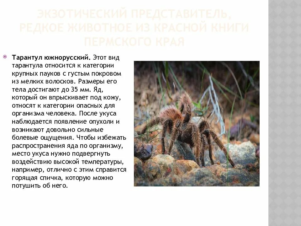 Тарантул место обитания