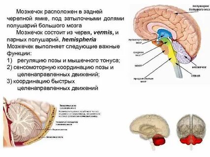 За координацию тела человека отвечает