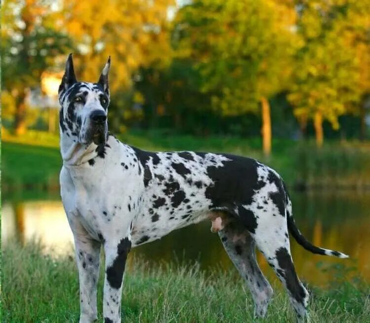 Порода дог. Американский хот дог. Немецкий дог породы собак германии. Название собак. Немецкий дог зевс самая высокая собака в мире.