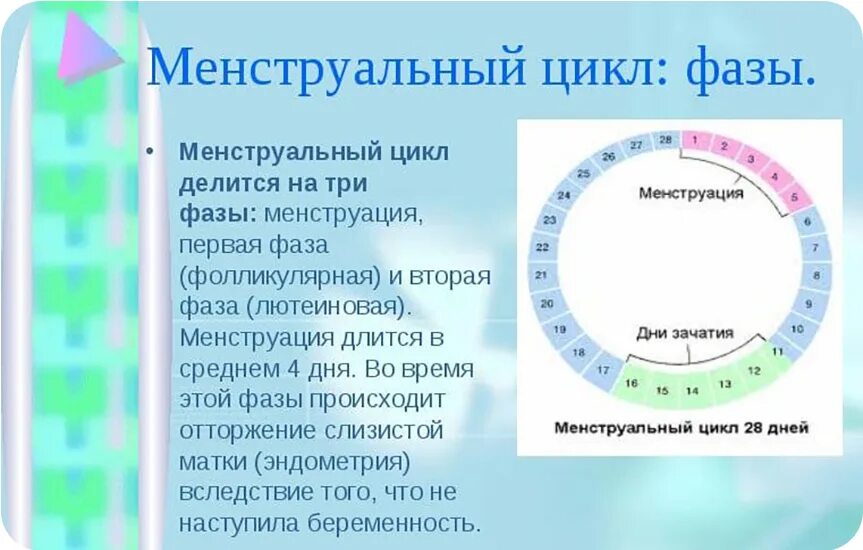 Новый цикл месячных. Первая фаза менстр цикла. цикл менструационного цикла. фазы менструационного цикла. фазы цикла менструационного цикла.