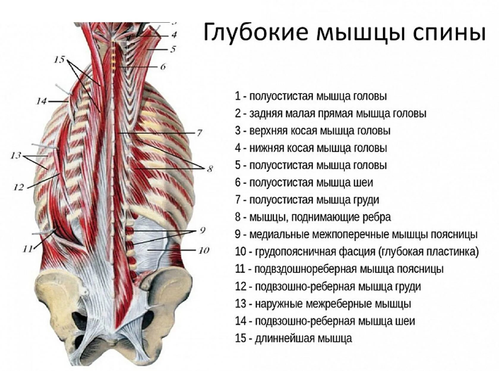 Мышцы спины поверхностные и глубокие слои анатомия. Поверхностный слой глубоких мышц спины. Мышцы спины второй глубокий слой.