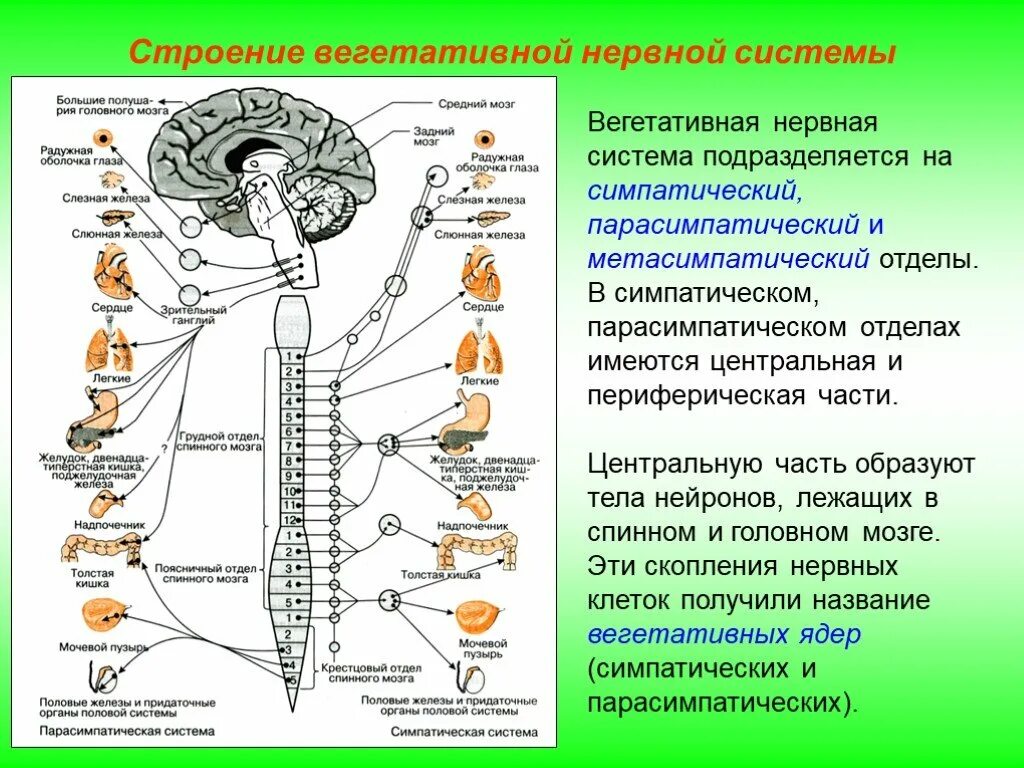 Нервные центры симпатического отдела. Ядра симпатического отдела нервной системы расположены. Центры вегетативной нервной системы спинного мозга. Функции симпатического отдела вегетативной нервной системы 1. Центры парасимпатического отдела вегетативной нервной системы.