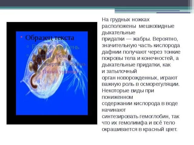 Какой тип кровеносной системы характерен для дафнии. Дафния дыхание. Дафния презентация. Конечности дафнии. Органы дыхания дафнии.