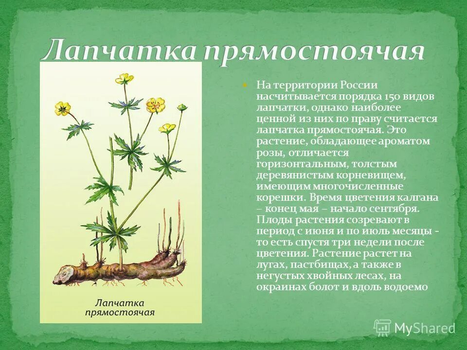Травянистое растение с прямостоячим