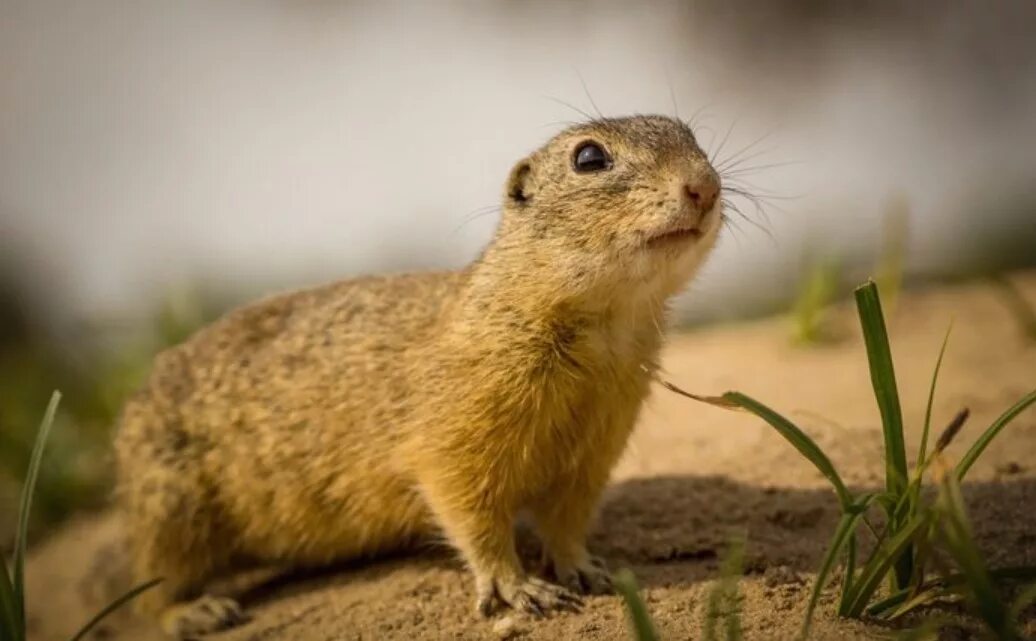 Суслик жёлтый(лат. Spermophilus fulvus)