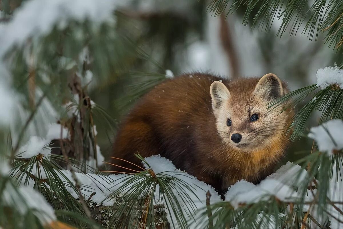 Животные аткарски