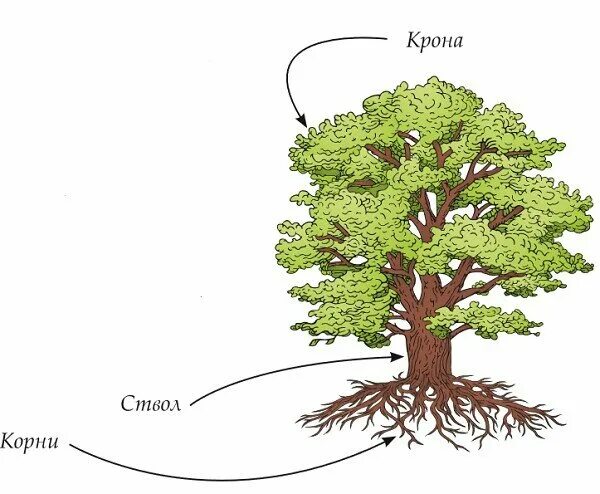 3 корня 1 ствол. Корень ствол крона. Дерево корни ствол крона. Дерево строение корни ствол крона. Дуб, корень, ствол, крона.