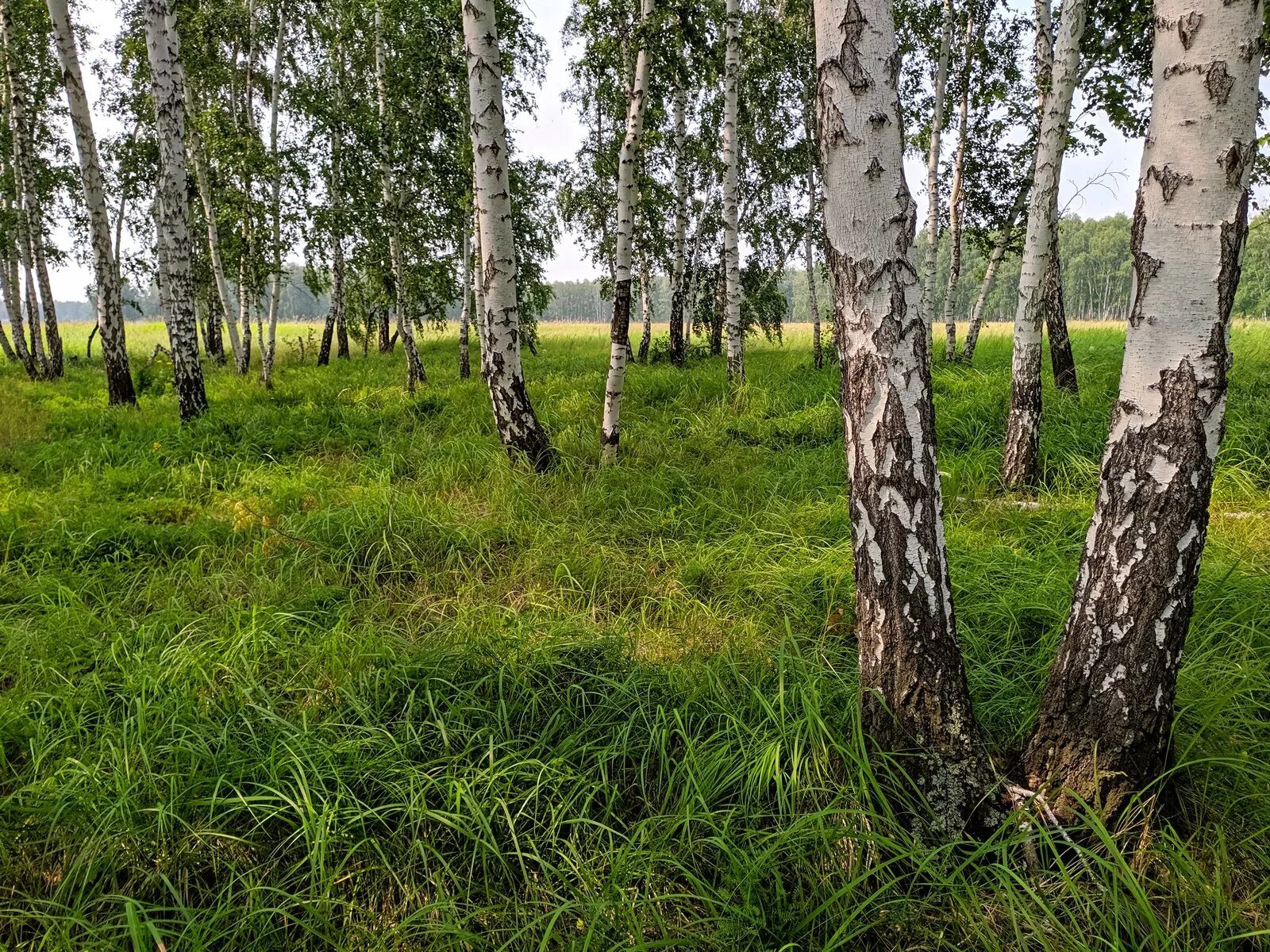 Березка иркутск. Березовая роща Омск. Омская область березовые Рощи. Березовая Поляна Алатырский район. Березовая роща Тюмень.