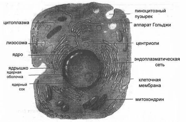Животная клетка под микроскопом строение. Животная клетка под электронным микроскопом биология 8 класс. строение растительной клетки под электронным микроскопом. схема строения растительной клетки под электронным микроскопом. строение животной клетки под электронным микроскопом.