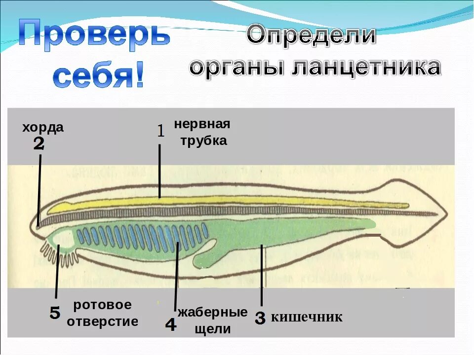 Конспект по биологии 7 класс хордовые