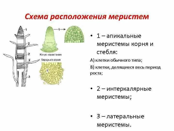 Клетки образовательной ткани меристемы растений. Апикальная меристема корня. Образовательная ткань растений меристема. Первичная меристема корня. Образовательные ткани меристемы таблица.