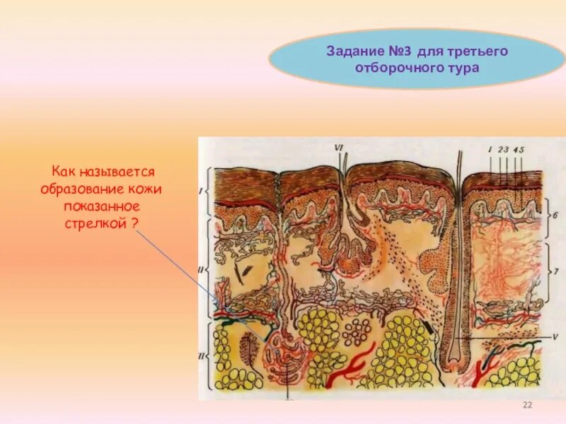 Тест мочевыделительная система и кожа 8 класс. Кожа выделительная система. Выделительная система кажы. Биология кожа урок.