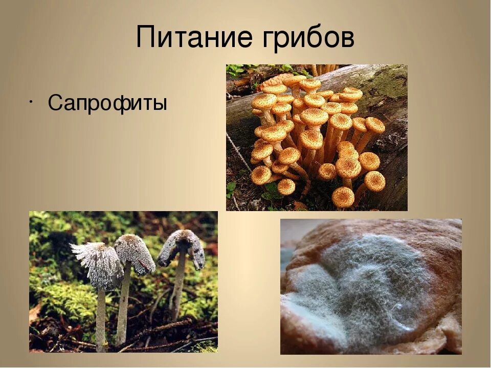 Грибы сапрофиты 5 класс биология. Питание грибов сапрофиты. Шампиньоны почвенные сапрофиты. Сапрофитные грибы (сапротрофы).