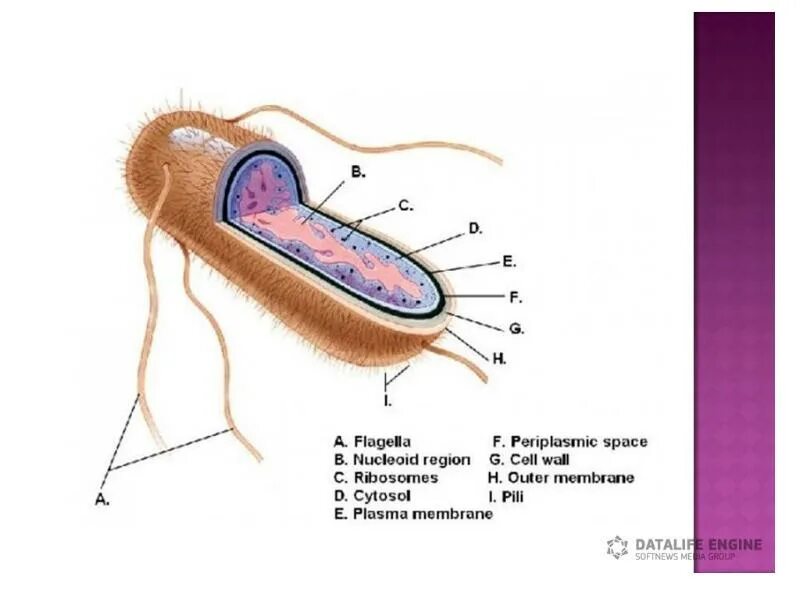 E coli размер