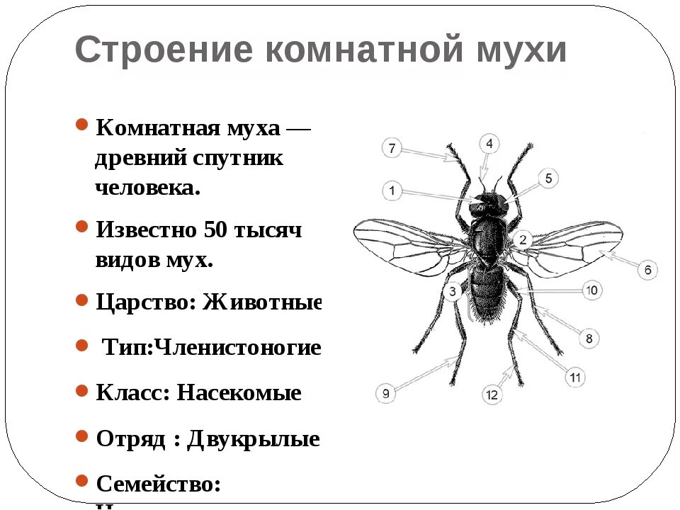 Муха (насекомое) строение. Внешнее строение комнатной мухи. Строение мухи органы схема. Внутреннее строение мухи ЦЕЦЕ. Характер мухи