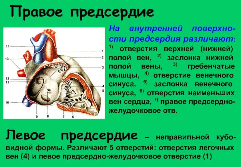 Работа правого предсердия сердца. Строение предсердий. строение правого предсердия сердца. сердце правое и левое предсердие. особенности строения правого предсердия.