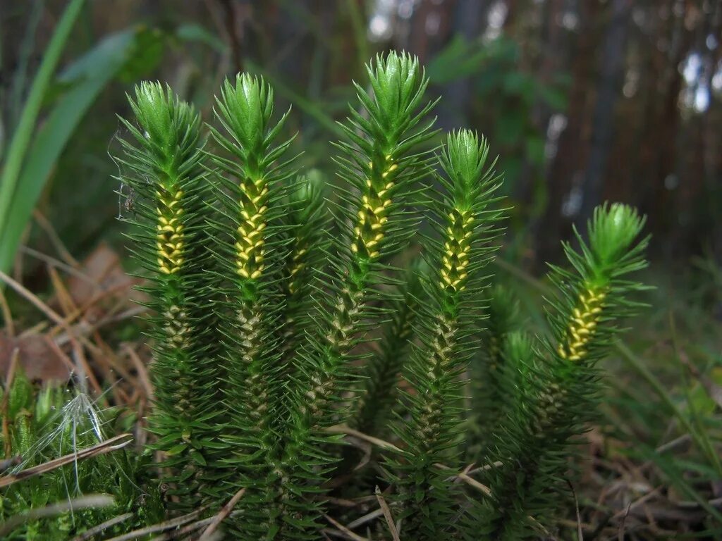 ликоподиум плаун булавовидный. п годичный. п годичный. плаун годичный. баранец булавовидный.