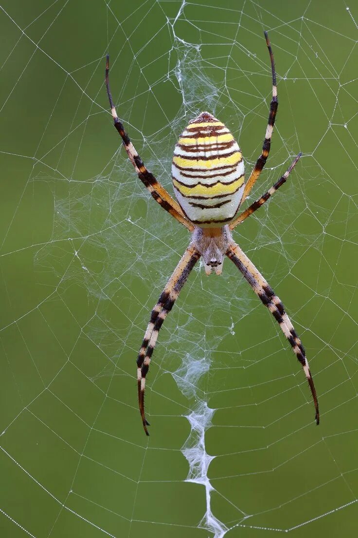 Аргиопа Брюнниха, или паук-оса (лат. Argiope bruennichi) :: vodonos241 Социаль