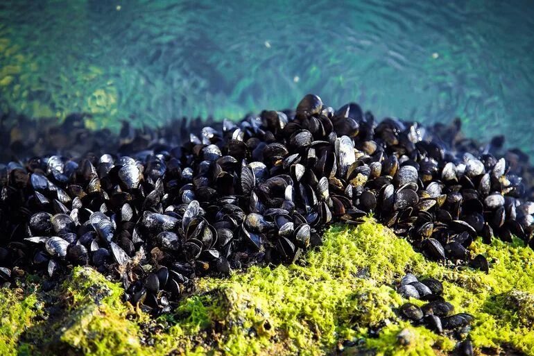 Pin by Yamileth Parafita on Aquaponics Species, Nordic, Marine environment