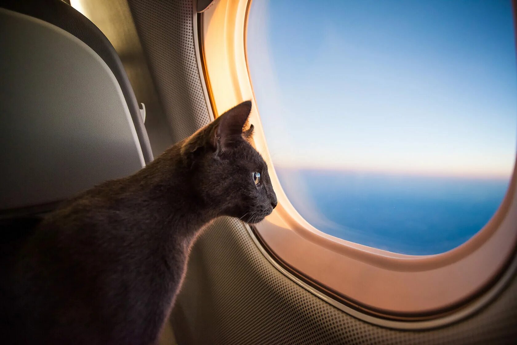 Коты полетели. Кот в самолете. Путешествие с кошкой. Кот в иллюминаторе. Котенок в самолете.
