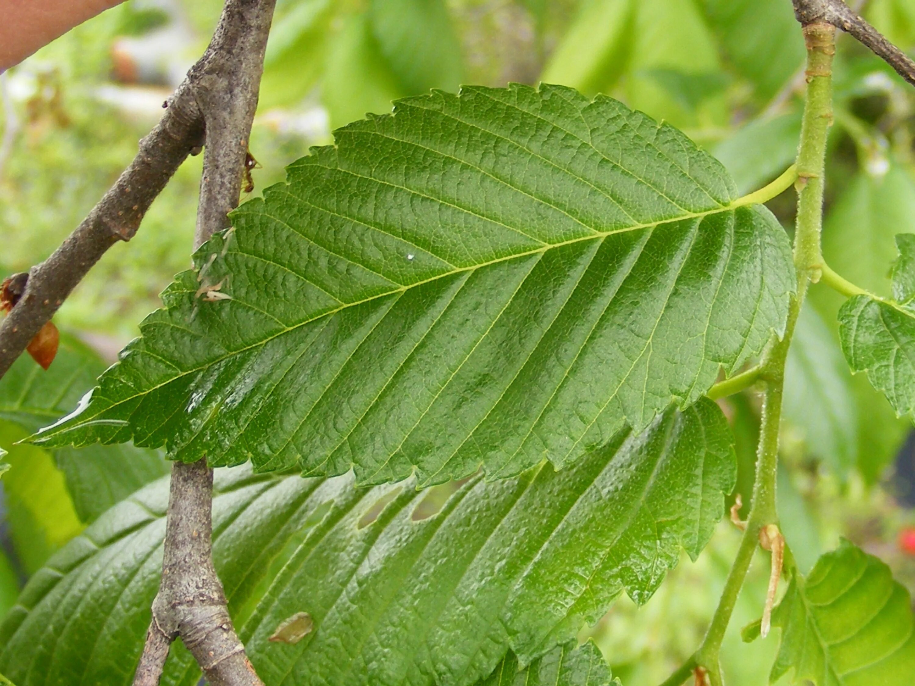 Карагач 4 буквы. Вяз американский (Ulmus Americana. Листья граба и вяза. Вяз граболистный. Граб дерево.