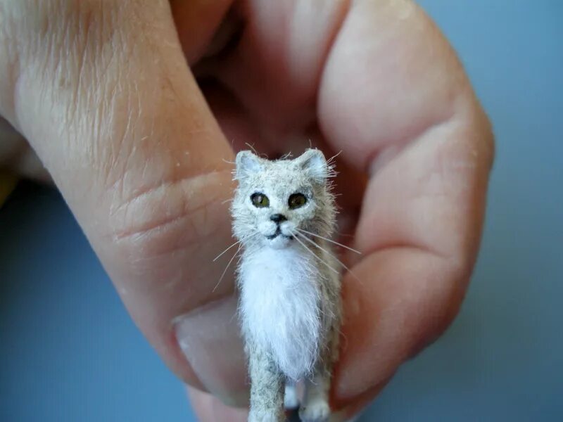Кошки которые не растут. Самые маленькие кошки. самая маленькая кошка. самая маленькая кошечка. самые маленькие кошки в мире.