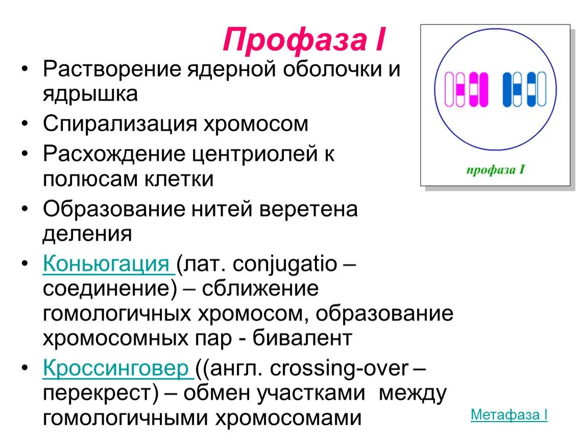 Профаза. Профаза i. Растворение ядерной оболочки. Профаза мейоза.