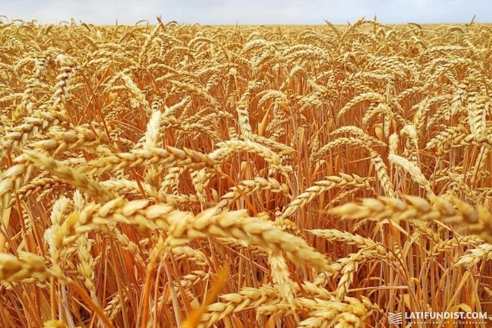 Пшеничные поля алтая. Алтайская пшеница. Алтайская пшеница. Колосок пшеницы. Пшеничное алтайское поле.