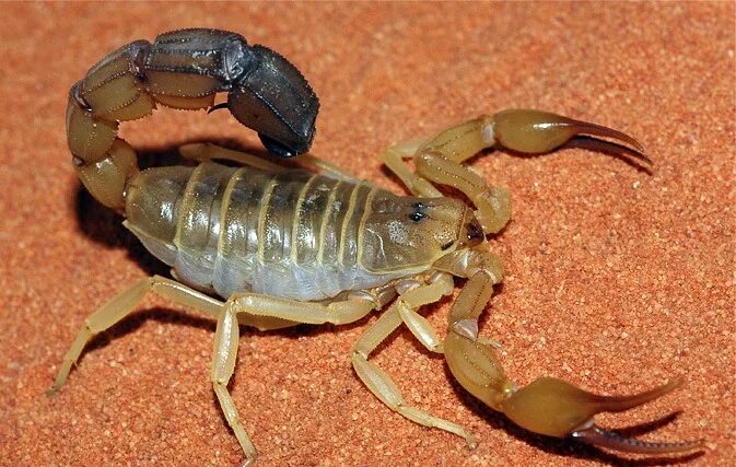 Скорпион 19 июля 2025. Androctonus australis. андроктонус скорпион. цвет скорпиона. расцветки скорпионов.