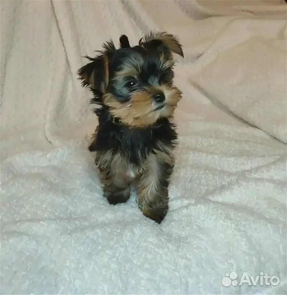 Йоркширский терьер мини даром. Йоркширский терьер купить в кирове. Терьер киров. Йоркширский терьер купить в кирове. Через кировский терьер.