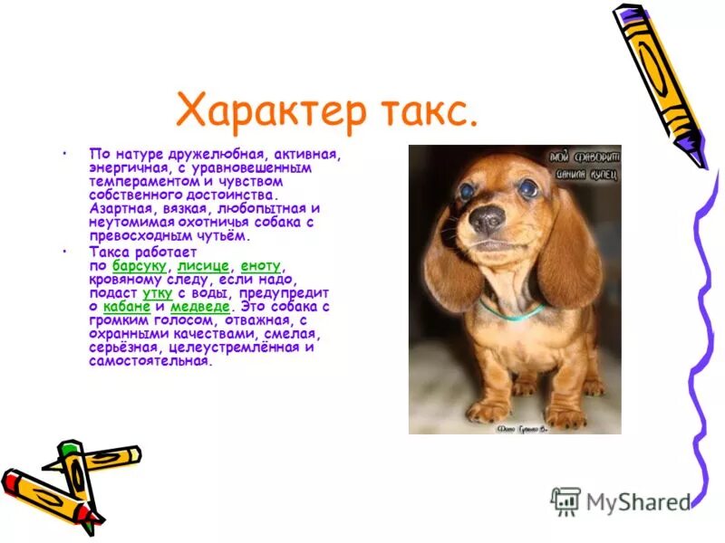 Описание собаки 5 класс русский язык. Такса собака доклад. Краткое сообщение о таксе. Рассказ про собаку таксу. Интересные факты о собаках таксах.