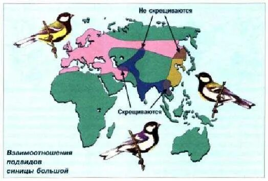 Географическое видообразование синицы. Географическая изоляция. Ареалы трех подвидов синицы большой. Местообитание синицы большой. Географическая изоляция популяций примеры