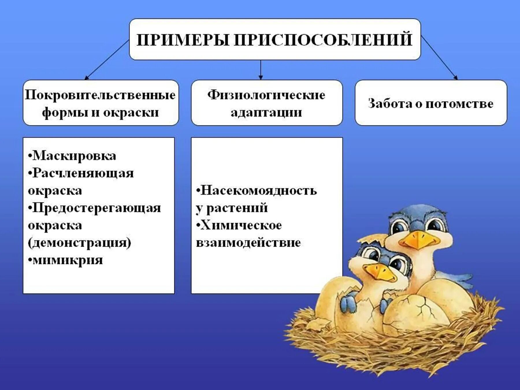 В чем выражается забота родителей о потомстве. Адаптации примеры приспособления. Приспособление живых организмов к окружающей среде. Примеры приспособленности. Приспособление организмов к условиям существования.