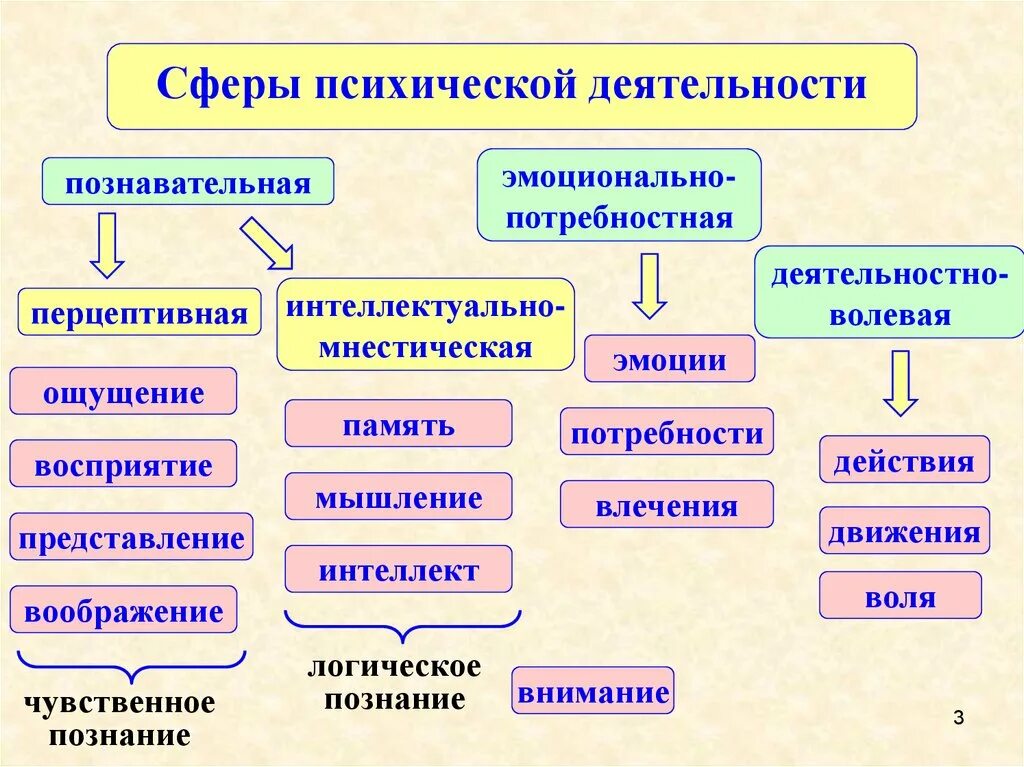 Высший процесс познавательной деятельности человека