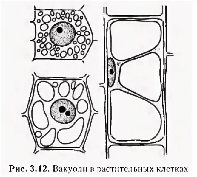 Вакуоли в клетках растений. Рис. 3.12 вакуоли в растительных клетках. Вакуоли растительной клетки. Вакуоль деление клеток