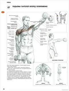 Тренировки для плеч в тренажерном зале