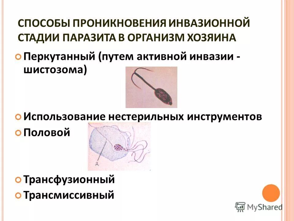 Власоглав человеческий инвазионная стадия. Инвазионная стадия примеры. Какая стадия является инвазионной для человека. Инвазионная стадия это. Жизненный цикл шистосомы haematobium.