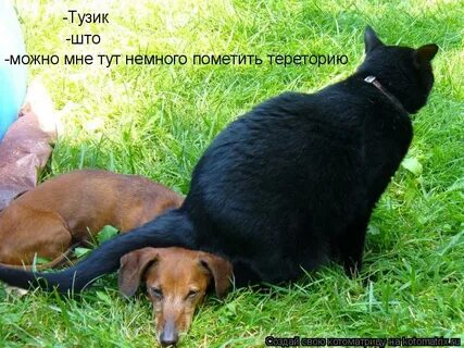 Фото животного с надписью