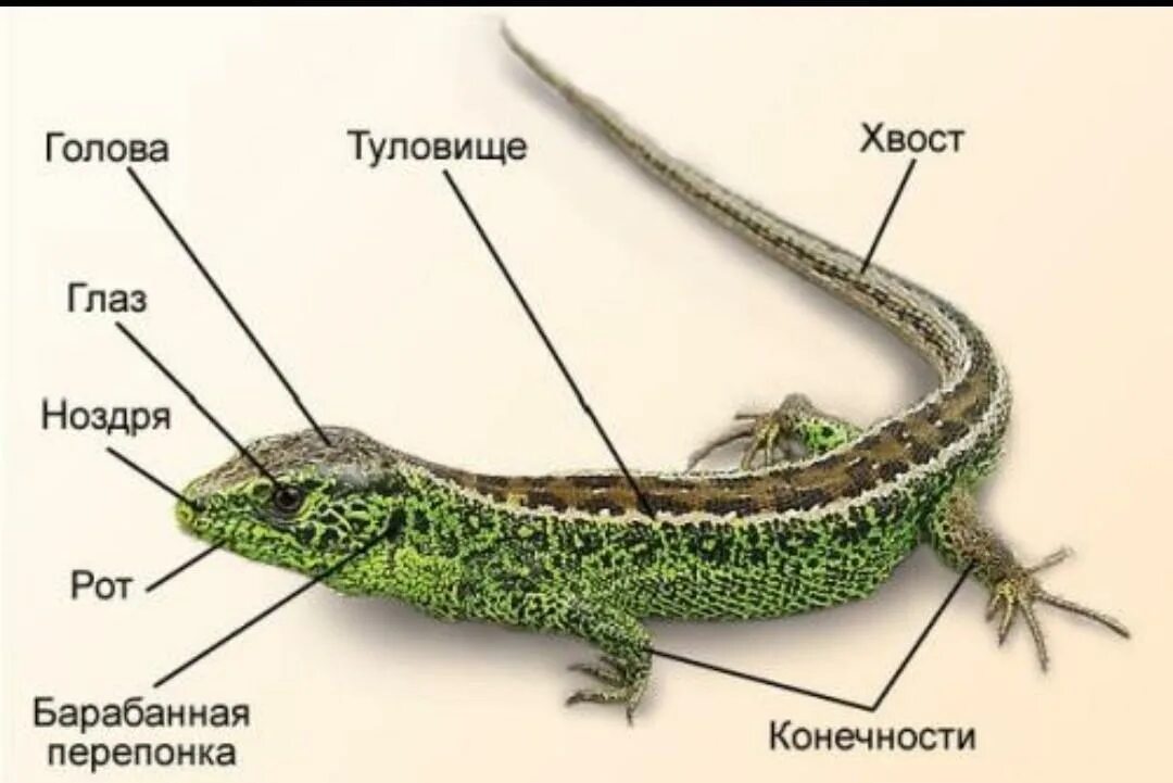 Ящерица разобрать. Внешнее строение прыткой ящерицы. Прыткая ящерица зелёная самка. Ящерица прыткая Тритон. Хвостатые земноводные внешнее строение.