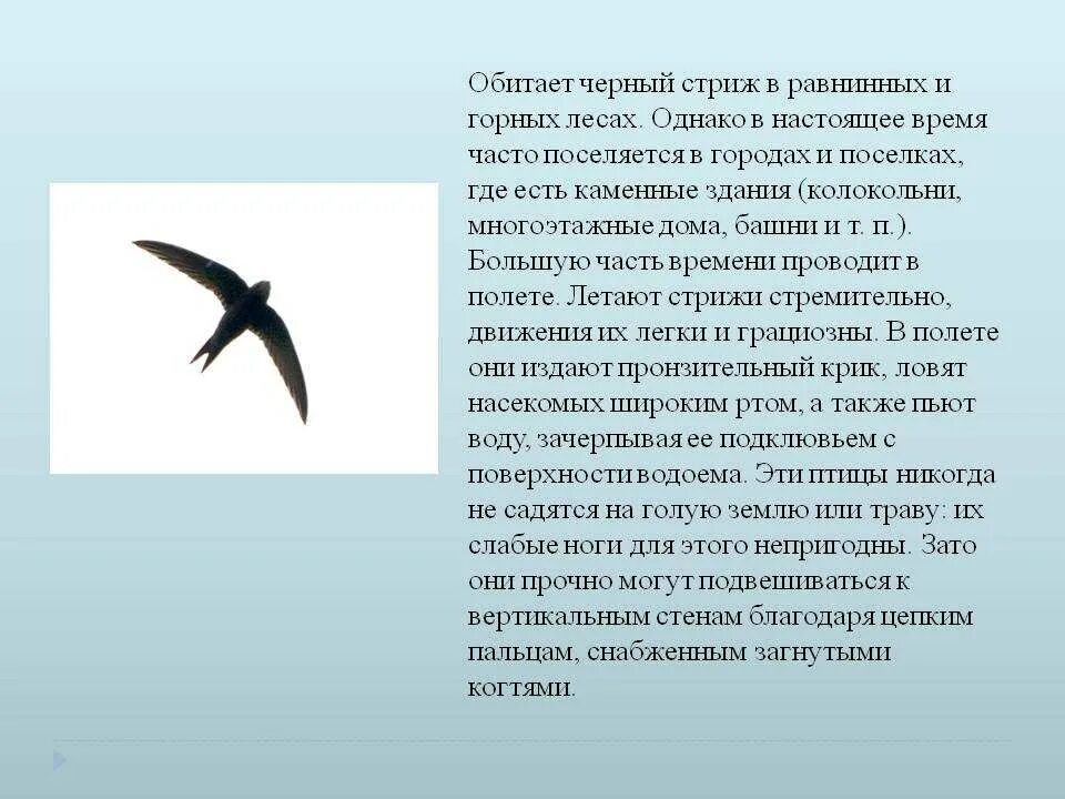 Сообщение о стрижах 4 класс литература. Стриж Перелетная птица. Интересные факты о Стрижах. Сообщение о Стрижах. Доклад о Стрижах.