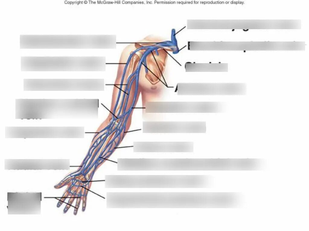 Good vein. Good vein. Good vein. Варикозное расширение вен схема. Анатомия вен верхней конечности.