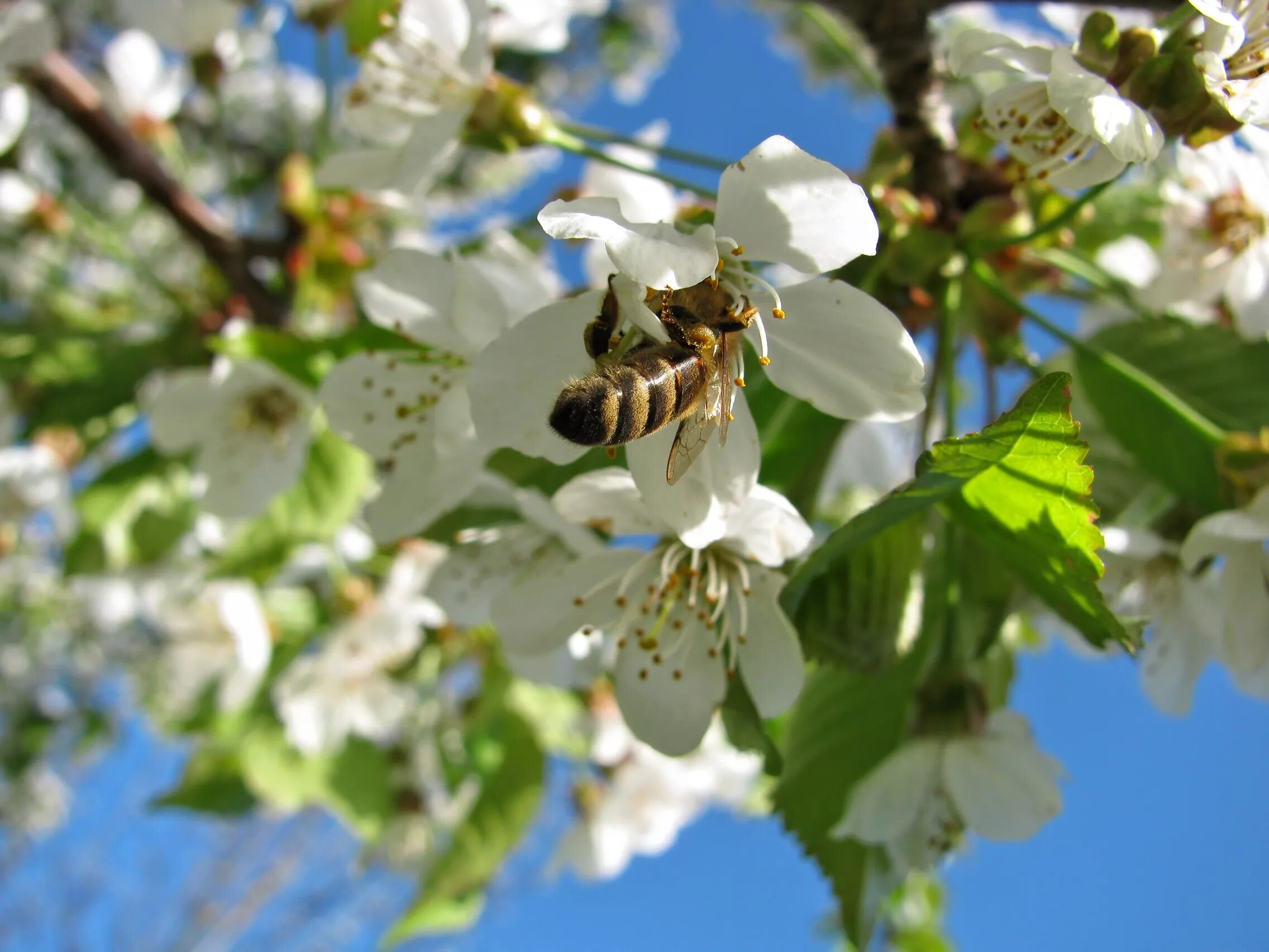 Пчела на цветущей вишне. Цветущая вишня с пчелой. Вишни в цвету. Blossom com