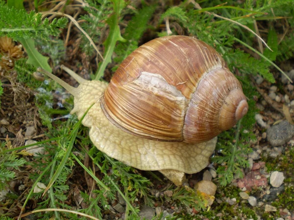 Брюхоногие моллюски Виноградная улитка. Садовая, улитка (Helix pomatia).. Виноградная улитка Хеликс. Виноградная улитка ареал. Улитки виноградные где