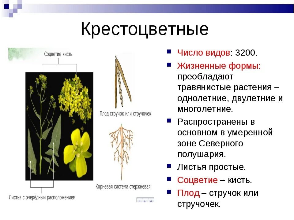 Крестоцветные капустные жизненные формы. Жизненная форма крестоцветных растений. Гинецей крестоцветных. Тип семейства растений крестоцветные. Для цветка семейства крестоцветных характерно