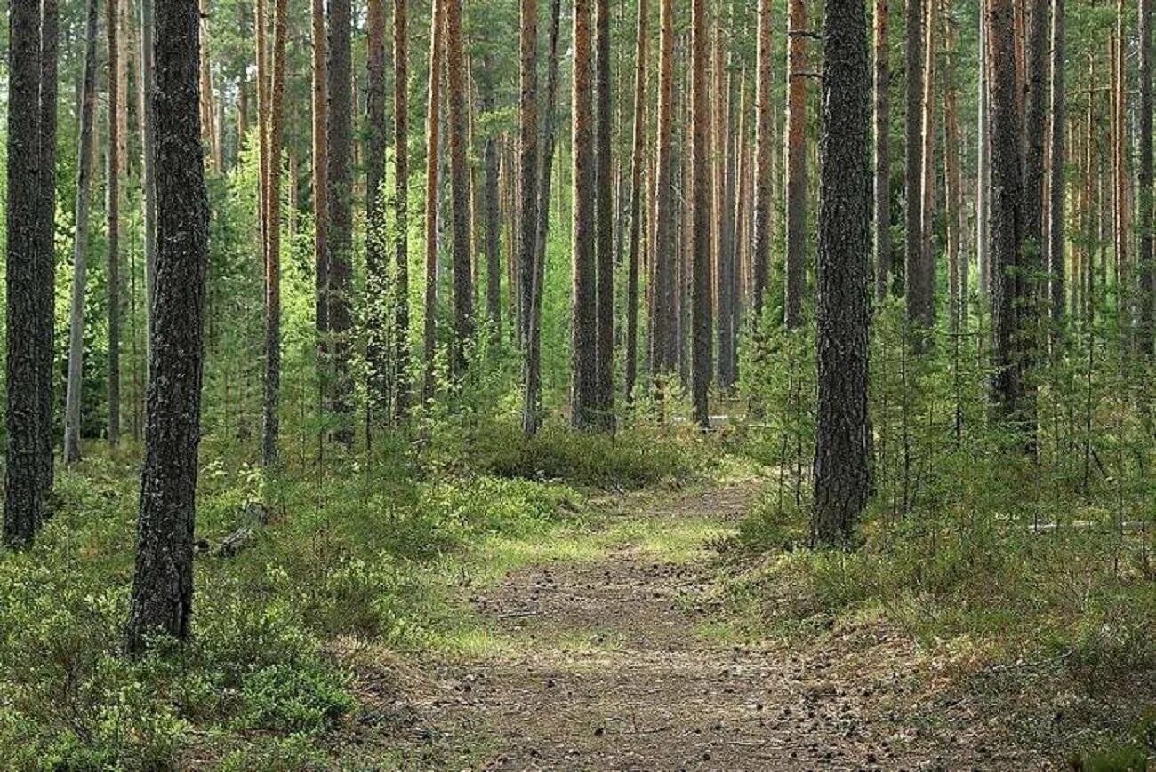 Леса 1 и 2 групп. Светлохвойная тайга. сосновый лес в ленинградской области. леса ленинградской области тайга. сосновый лес приозерский район.