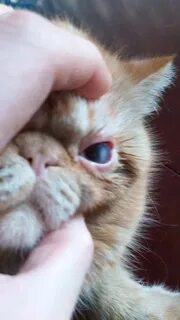 Пленка на глазу у кота