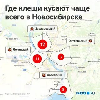 Страховка от клеща в новосибирске 2024 сколько