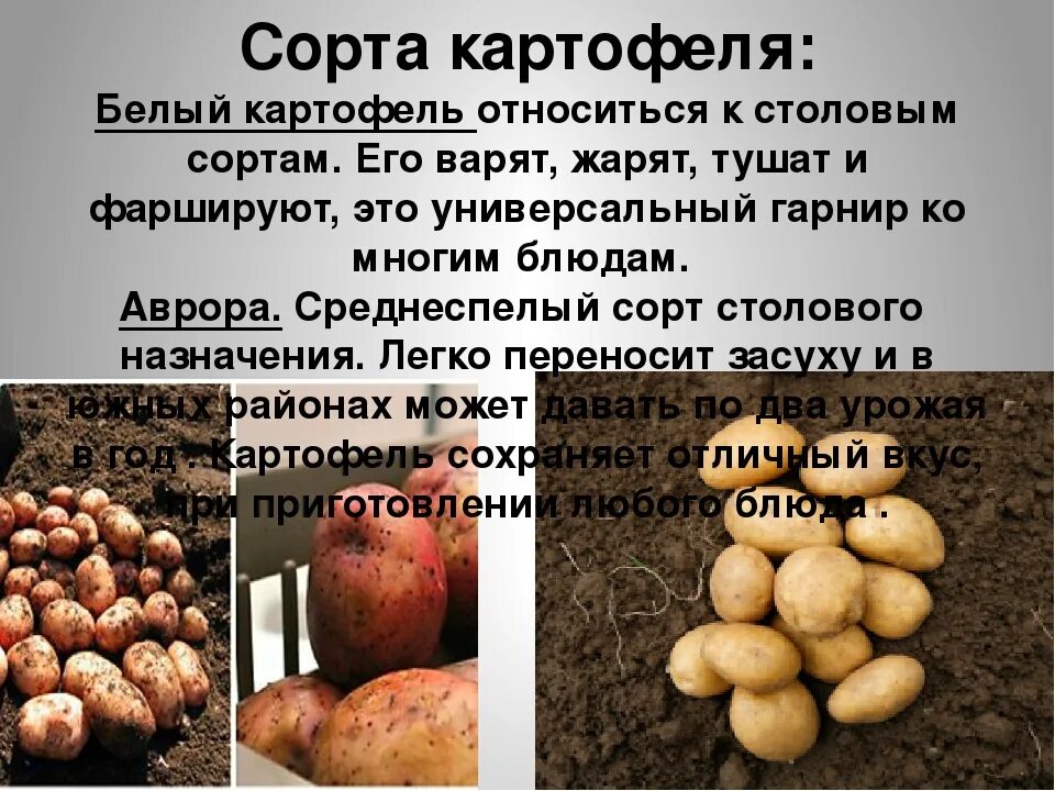 Картофель относится к группе. Культурные растения картошка. Картофель презентация. Сорта картофеля презентация. Картошка для презентации.